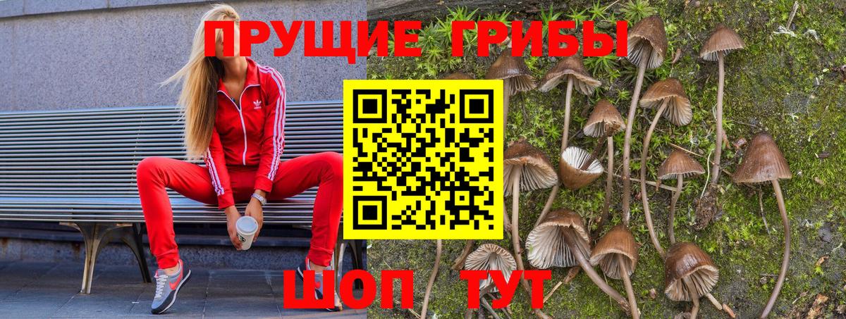Галлюциногенные грибы Psilocybe Россия